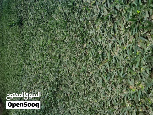 سياج معشب 5  m