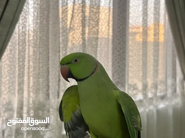 ببغاء دره مطوقه