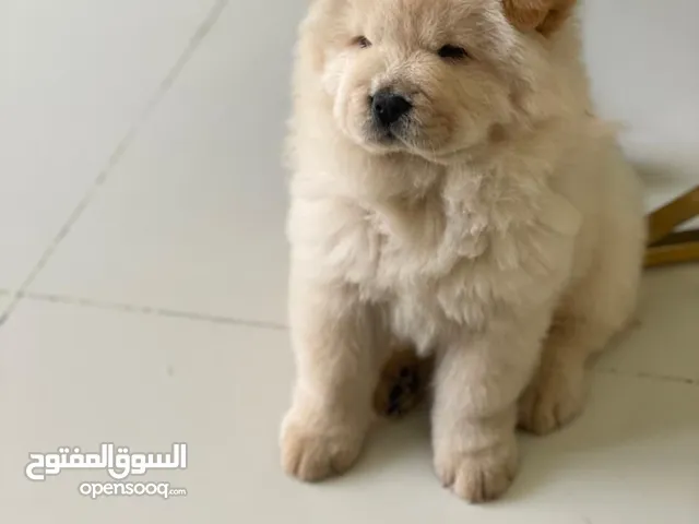 تشاوتشاو انثى 3 شهور تقريبا chow chow female almost 3 months 6500
