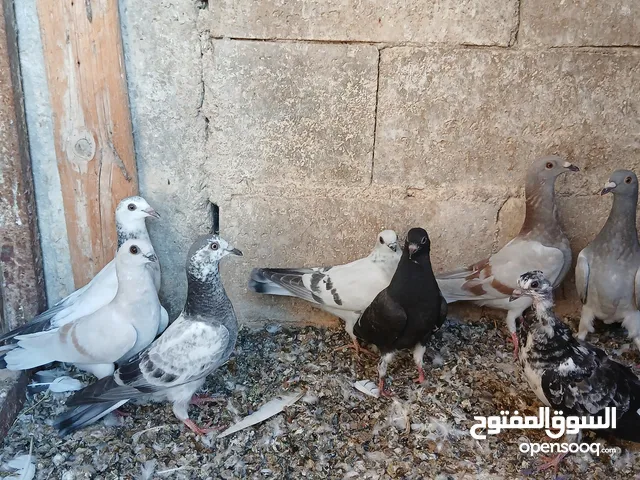 فراخ للبيع صحه ونظافه عدد 8 قابل للبدل