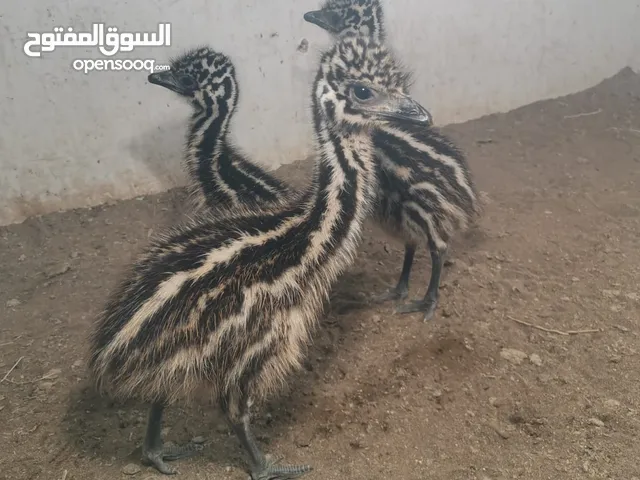 فروخ نعام الإيمو الاسترالي وبيض النعام الإيمو الاسترالي