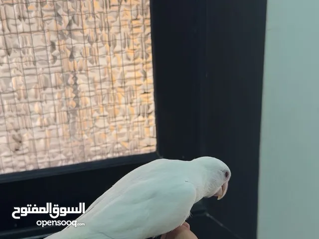 طيور اليف مفطومه للبيع