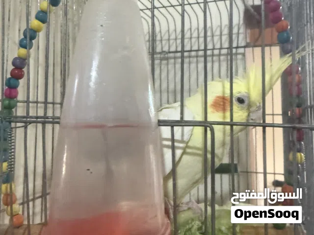 كوكتيل انثى