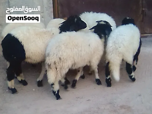 5 فطايم و 2 خرفان