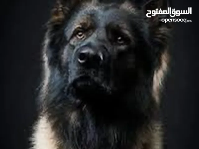 كلبه مدربه فوول طاعه حراسه
