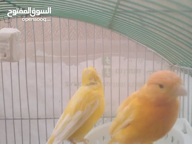 جوز كنار على الاول الله يبارك لصاحب النصيب