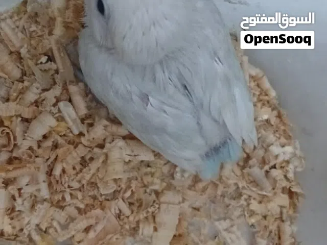 فرخ روز فيشر وجوز زيبرا