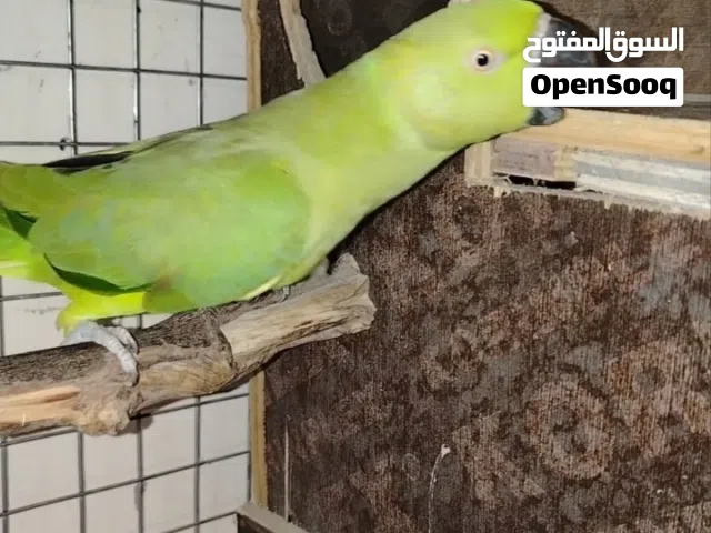 انثى الدره الخضرا منقار الأسود.