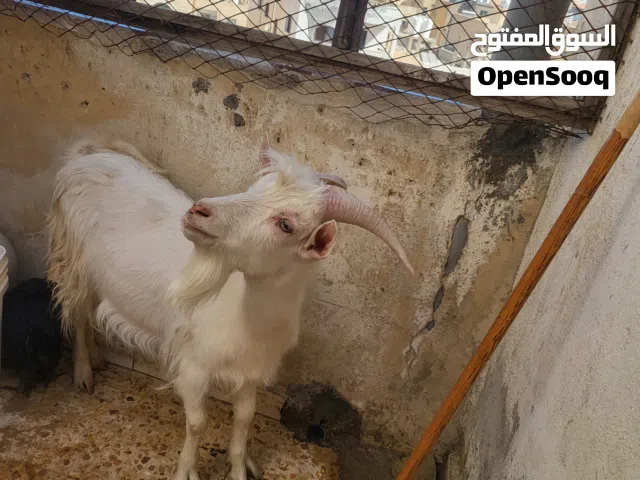 تيس سلالة سويسري (فحل هداد)