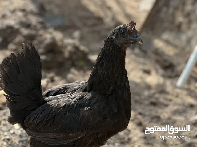 سلام عليكم متوفر وجبه ديوجه ودجاج وافراخ للبيع
