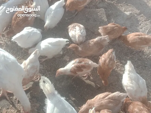 فراخ لوهمان براون العدد 150حبه العمر ثلاث اشهر