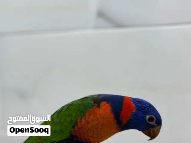 للبيع لوري رينبو ماشاءالله