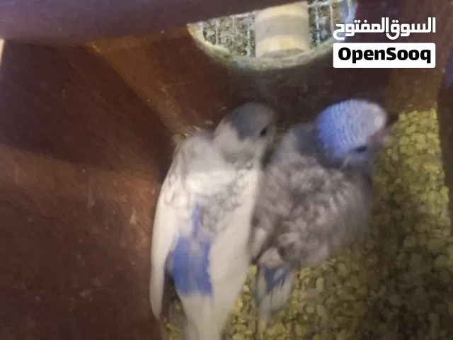 طيور باقلينو انتي عين حمراء تحتها فرحان ماشاء الله