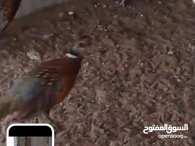 للبيع ديك رومي و الفزن ذكر