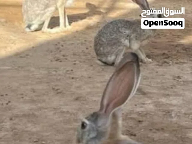 مطلوب مطلوب