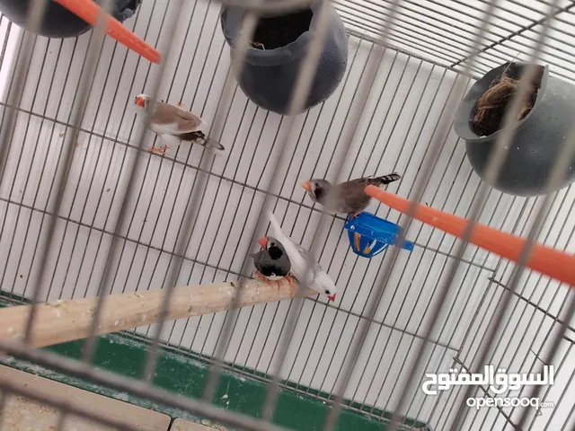 جوزين فنجز  طفرات حلوه