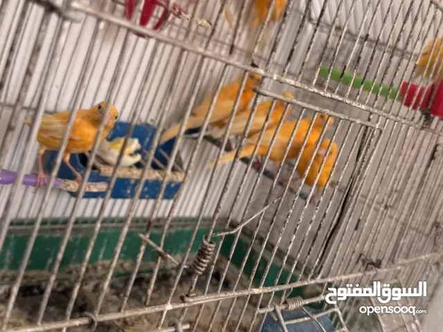 عصافير احمر جواز وطوابير