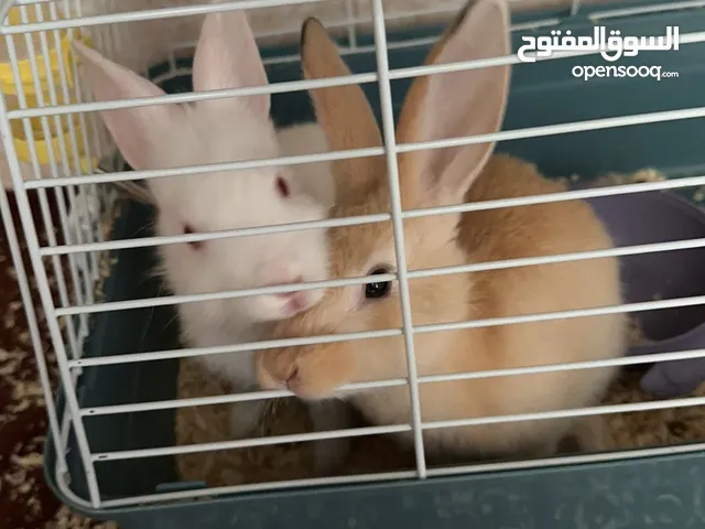 أرانب لاتبنى صغار
