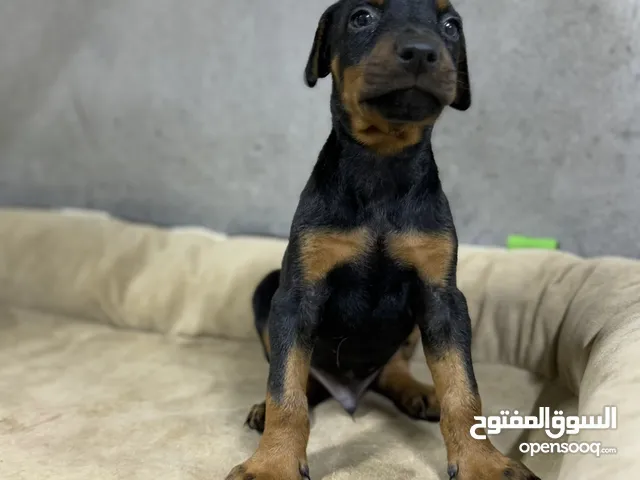 European Doberman دوبرمان اوروبي