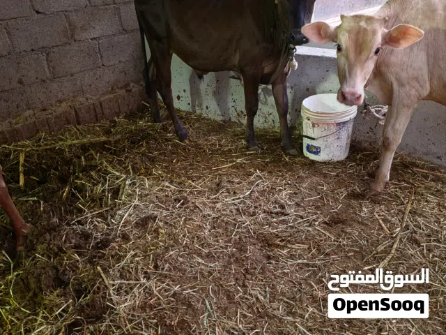 عجول وعجلات للبيع من 230 الى 320