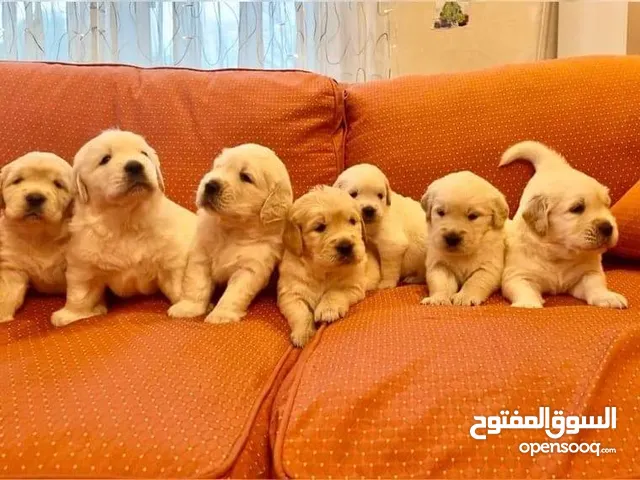 كلاب جولدن ريتريفر نخب و مستوى عالي من اصل بريطاني العمر 45 يوم. Golden Retriever