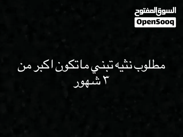 مطلوب كتن انثى