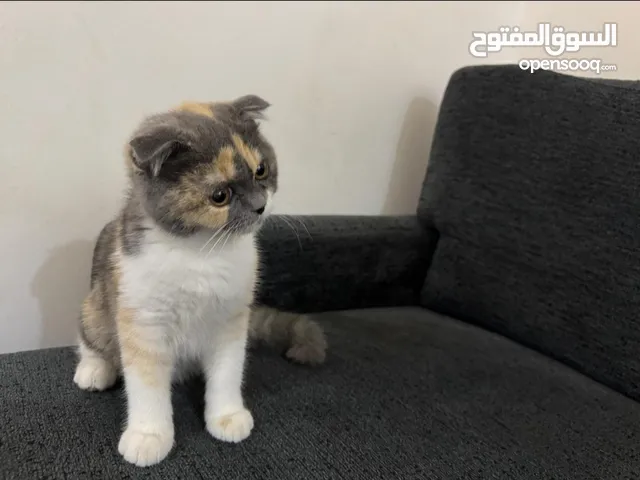 سكوتش فولد انثى العمر شهرين
