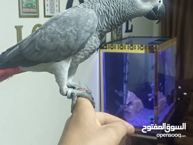 كاسكو عمر سنه 4شهور ومكلم أليف عيون مكحله