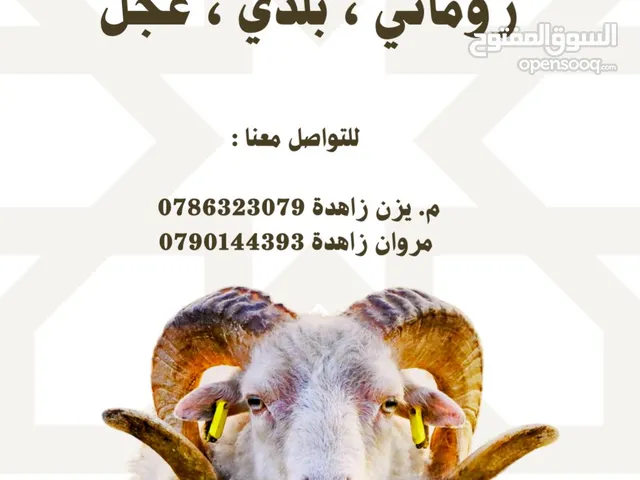 ملحمة مروان زاهده