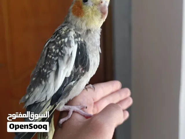 كوكتيلات للبيع الواحد ب 35 وبيه مجال