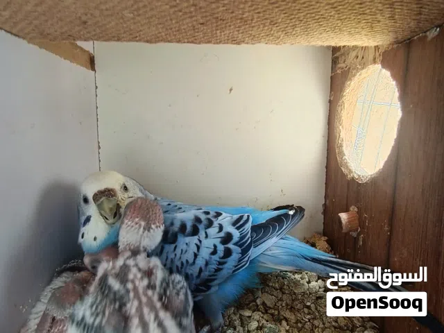 جوز حب مع 5 فراخ