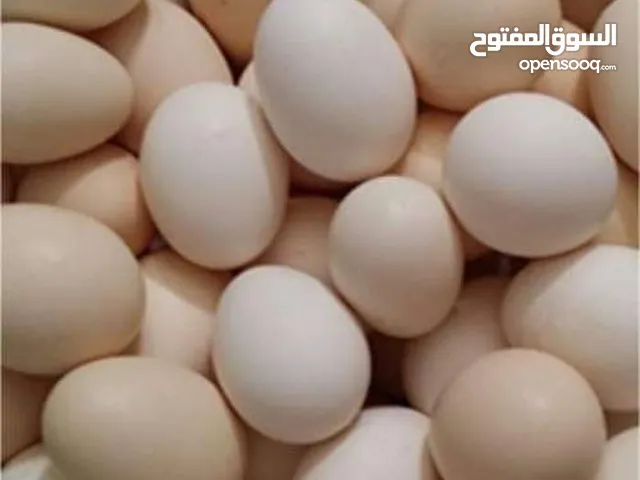 بيض بلدي ولوهمن للفقاسات نسبت تخصيب 90/100