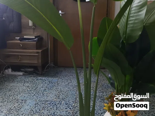 زرع اصطناعي للزينه