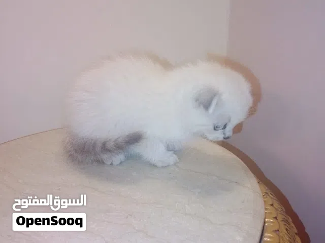 قطط كتنز  للبيع بسعر مغري جداً