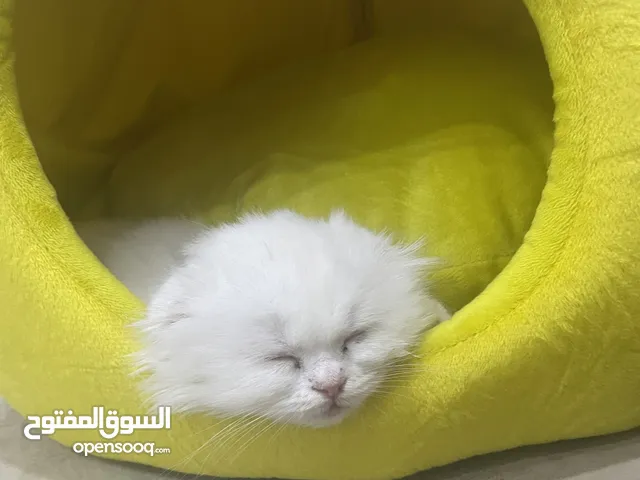 ‏قطة صغيرة لتبني