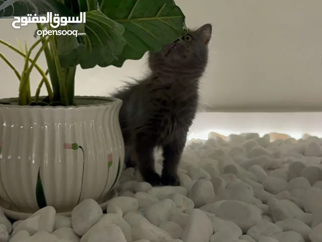 قط برتش ذكر شهرين