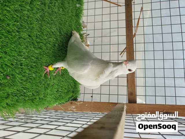 متاح تك فحل اقجم السعر ب30 مكاني بغداد نفق الشرطة متاح تك فحل اقجم السعر ب30 مكاني بغداد نفق الشرطة.