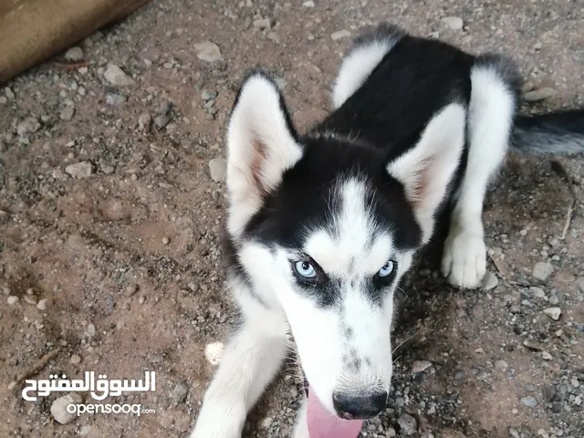 كلب هاسكي اليف