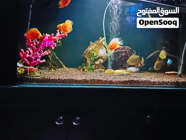 سمك مفترس للبيع