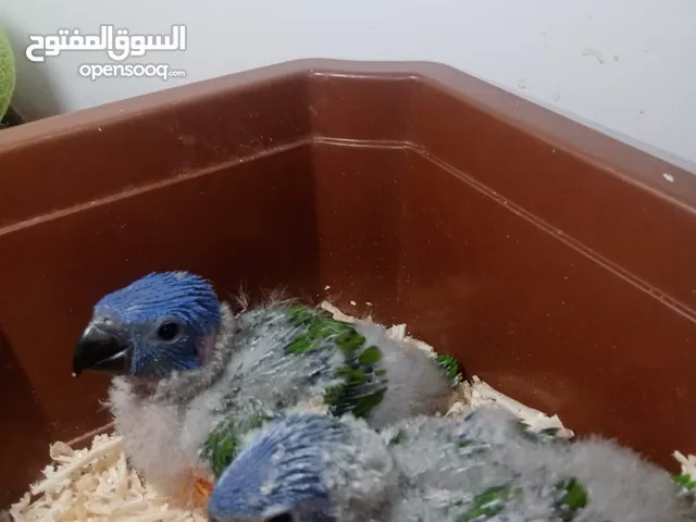 فرخين لوري زق يدوي عمر 31 يوم