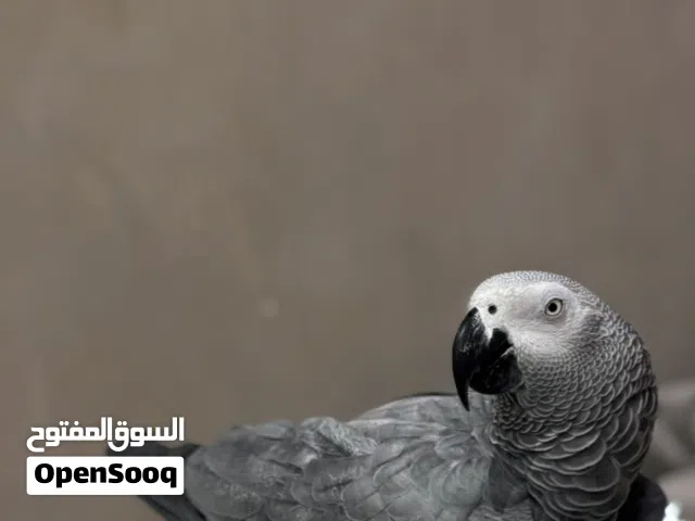 للبيع كاسكو اليف جدا