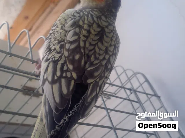 طيره كوكتيل اليفه 100%
