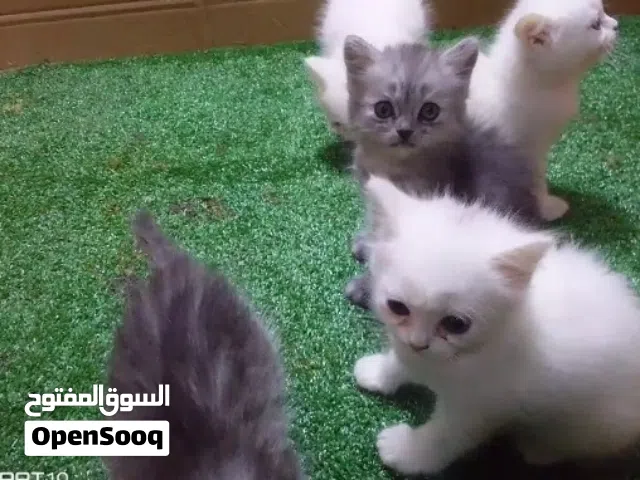 قطط مكس هيمالايا علي شيرازي