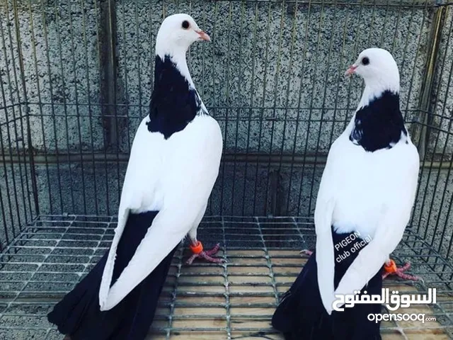 مطلوب حمام عادي الموقع تعز المدينه