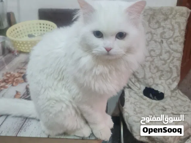 قطه شيرازي عدد 2 ذكر للتبني