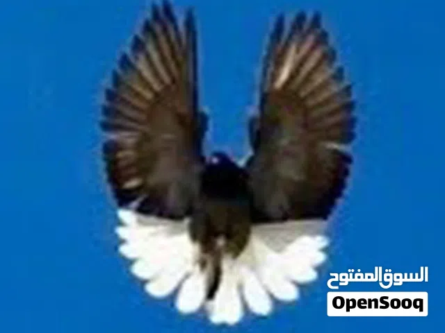 اجواز وانتاج وفردي (نيكولا)