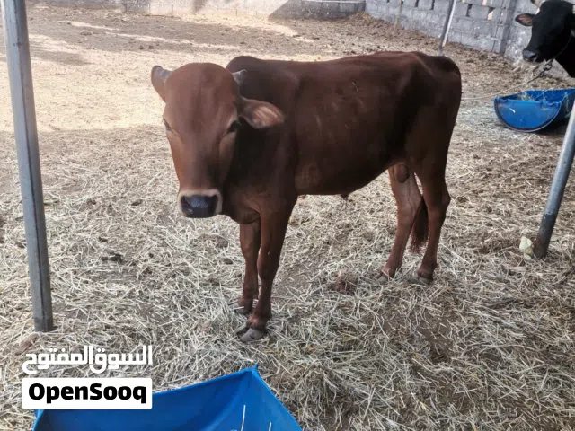 عجل، عجلتين بكور للبيع