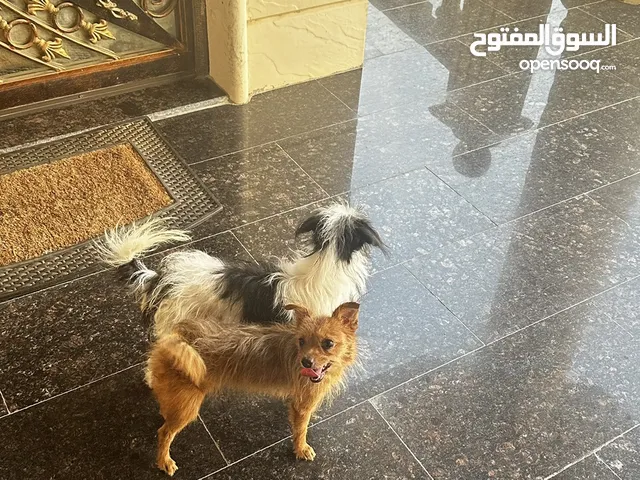 جلب هافنيز ذكر