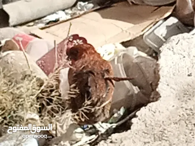 مطلوب فقاسه خمسين بيضه وتكون بسعر مناسب ارجو المساعده في هذا المجال