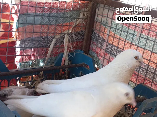 بيع حمام مع الفروخ